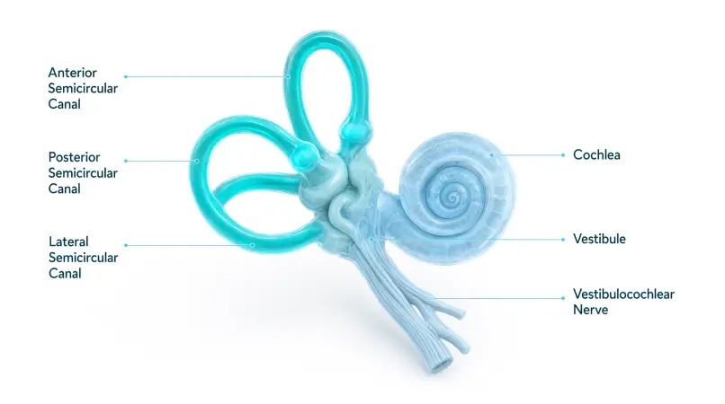 Vestibular Rehabilitation Hamilton 3D medical diagram of the human inner ear and vestibular system used in balance control